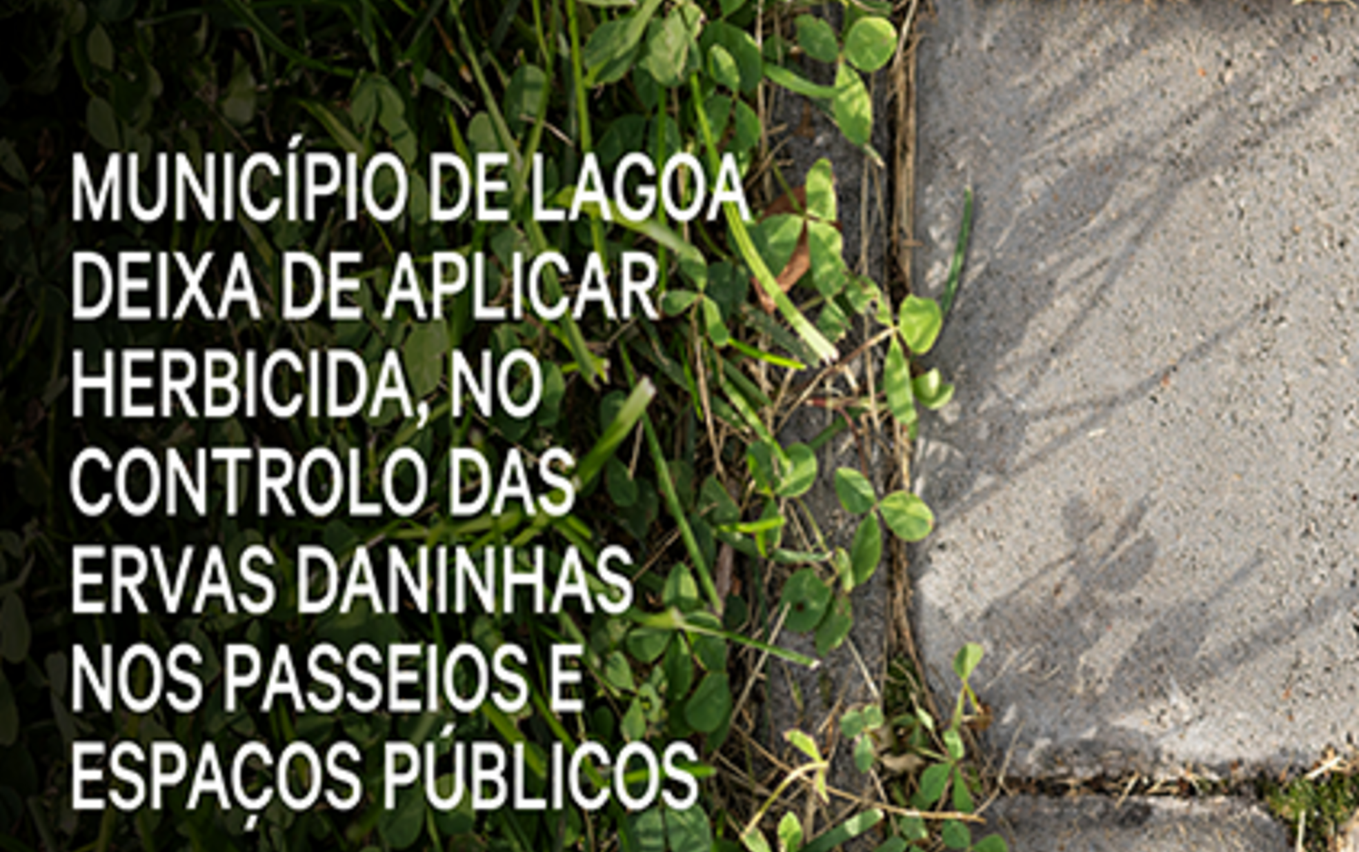 Município de Lagoa deixa de aplicar herbicida, no controlo das ervas daninhas nos passeios e espa...